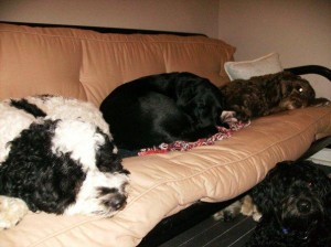 Telli, Jackson, Bogey, Rui & Kaya